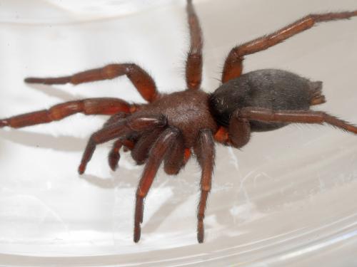Scotophaeus sp.